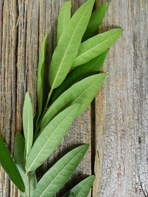 BAY LEAF   GREENS